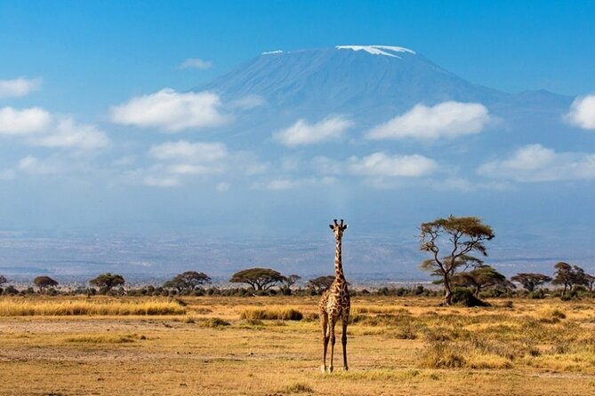 6-Day Private Landcruiser Safari to Masai Mara, Nakuru & Amboseli - Day 5: Elephants and Kilimanjaro in Amboseli