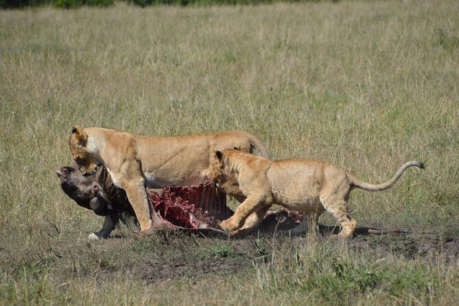 6-Day Private Landcruiser Safari to Masai Mara, Nakuru & Amboseli - What the Landcruiser and budget style mean