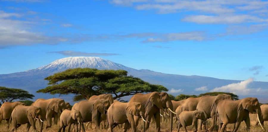 6 Days, Group Safari to Masai Mara, Lake Nakuru and Amboseli - Key points to know before booking