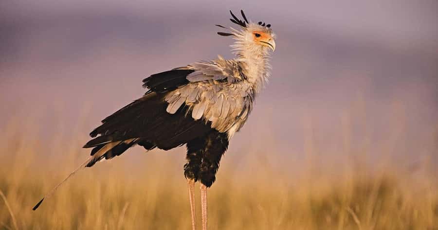 6 Days, Group Safari to Masai Mara, Lake Nakuru and Amboseli - Why this six-day route works
