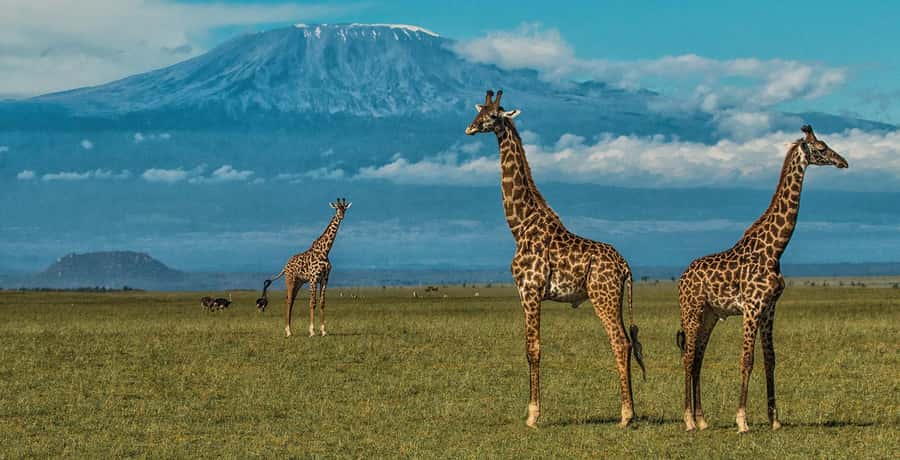 6 Days, Group Safari to Masai Mara, Lake Nakuru and Amboseli - Day 2: A full day among the big cats