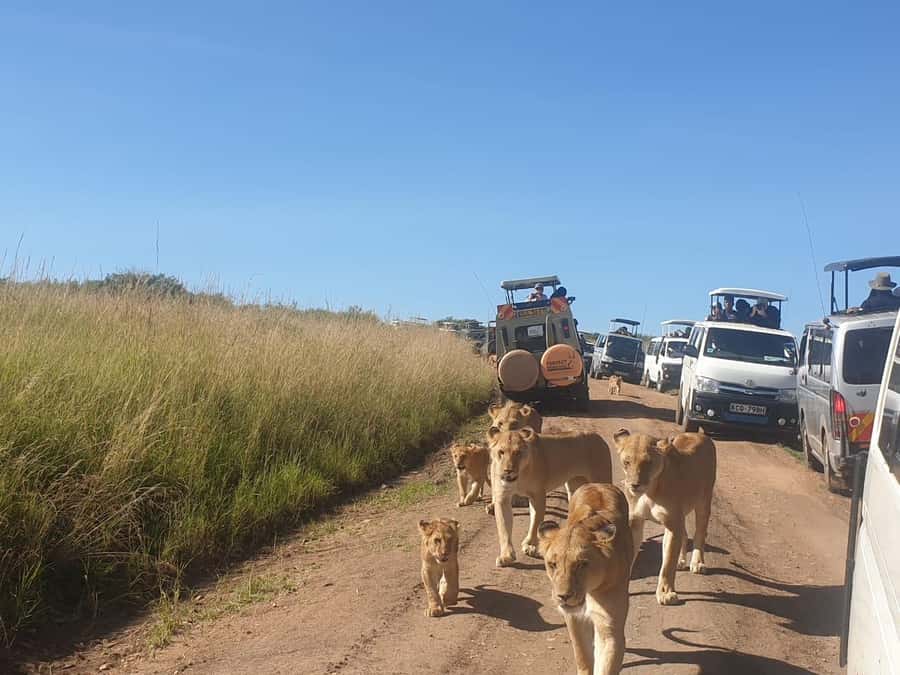 6 Days, Group Safari to Masai Mara, Lake Nakuru and Amboseli - Day 3: From the Mara to Lake Nakuru