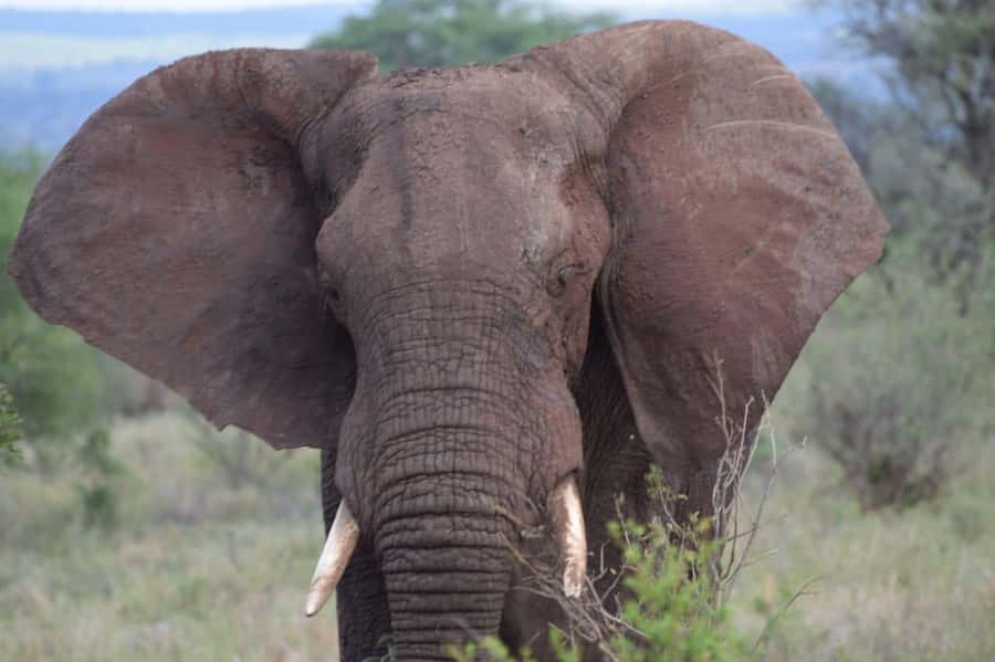 6 Days, Group Safari to Masai Mara, Lake Nakuru and Amboseli - Day 5: Elephants and Kilimanjaro in Amboseli