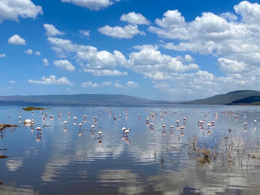 6 Days, Group Safari to Masai Mara, Lake Nakuru and Amboseli - Day 6: A short morning drive and return to Nairobi
