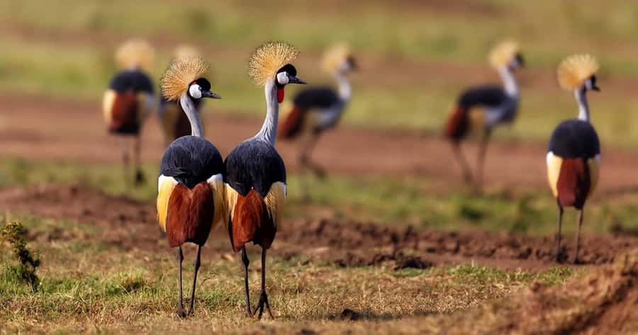 6 Days, Group Safari to Masai Mara, Lake Nakuru and Amboseli - Day 1: Nairobi to Maasai Mara via the Great Rift Valley