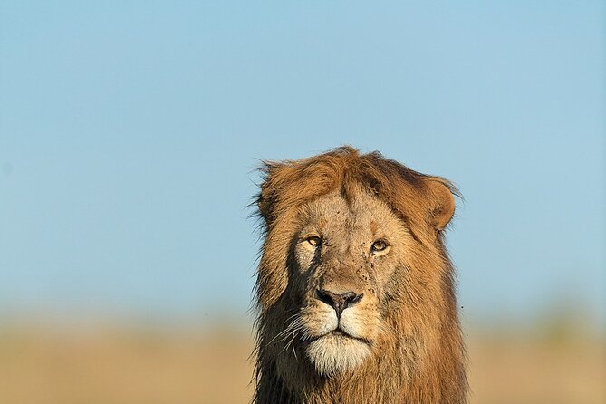 6 Days Kenya Adventure Wildlife Safari - Meals and accommodation