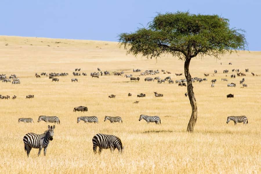 6 Days Kenya Budget Safari - Why this six-day route works