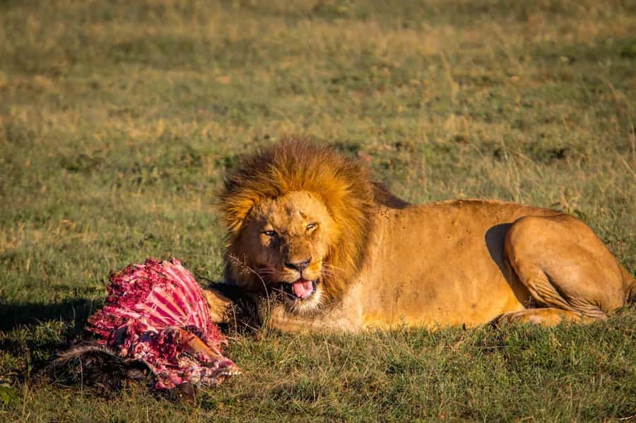 6 Days Kenya Budget Safari - Day 3: Leaving the Mara for Nakuru