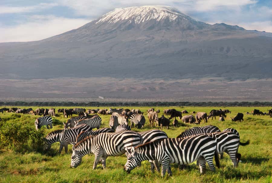 6 Days Kenya Budget Safari - Day 5: Elephants and Mount Kilimanjaro in Amboseli