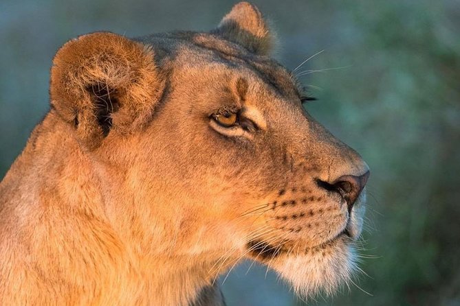 6 Days Masai Mara, Lake Nakuru & Amboseli-Ultimate Kenyan Safari - What six days across Kenya really gives you