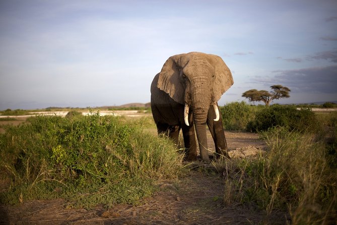6 Days Masai Mara, Lake Nakuru & Amboseli-Ultimate Kenyan Safari - Day 4: Lake Naivasha as an optional detour