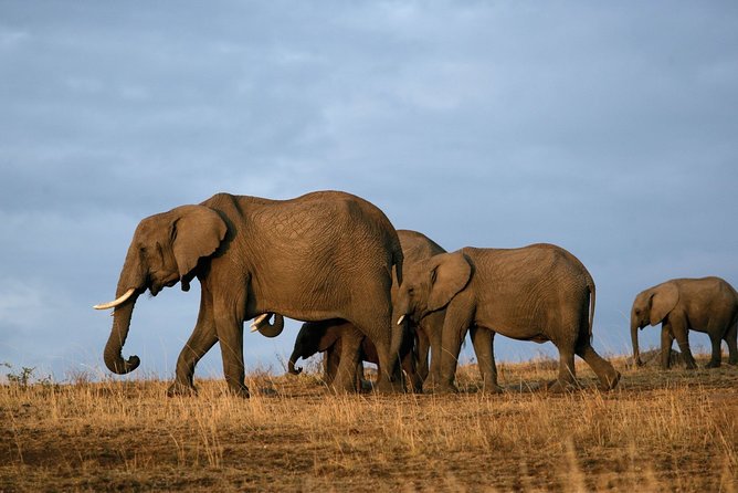 6 Days Masai Mara, Lake Nakuru & Amboseli-Ultimate Kenyan Safari - What the $395 price really covers