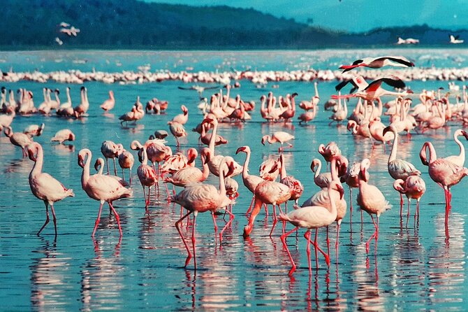 6-Days Masai Mara, Nakuru & Amboseli Group Safari on Landcruiser - Why this safari covers so much of Kenya
