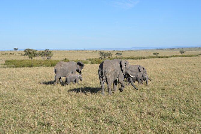 6-Days Masai Mara, Nakuru & Amboseli Group Safari on Landcruiser - Day six: one last drive before Nairobi