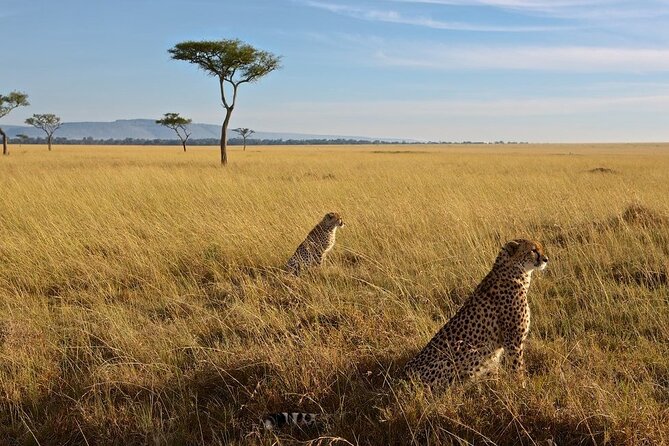 6-Days Masai Mara, Nakuru & Amboseli Group Safari on Landcruiser - What $1,220 buys you