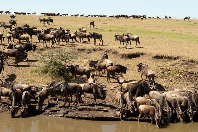 6-Days of Elephants, Wildebeest and Big 5: Kenya’s Classic Safari - Why this route works in six days