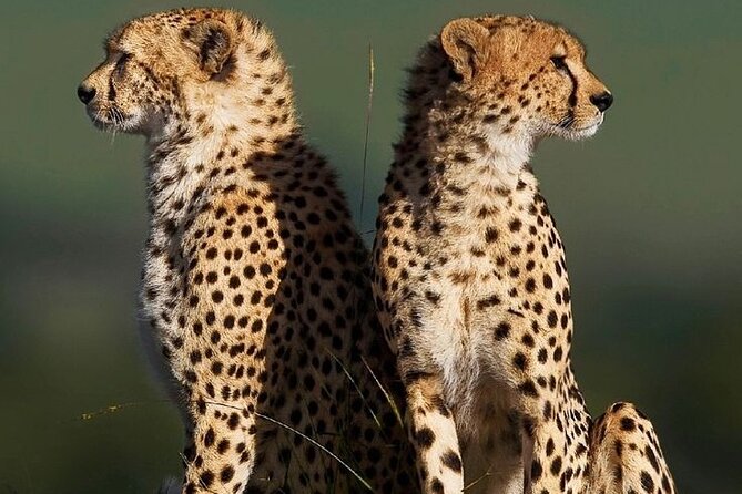 6-Days of Elephants, Wildebeest and Big 5: Kenya’s Classic Safari - Day 5: The main Mara game drive