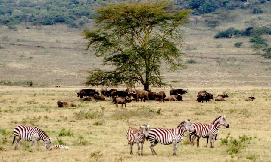 6 Days Small Group Safari To Masai Mara, Nakuru And Amboseli - Key points to know before booking