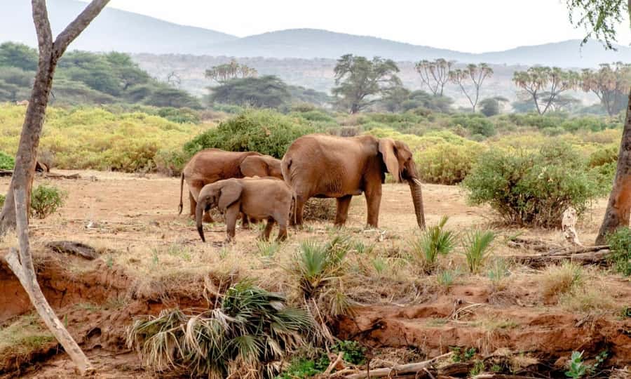6 Days Small Group Safari To Masai Mara, Nakuru And Amboseli - Food, rooms, and what to pack
