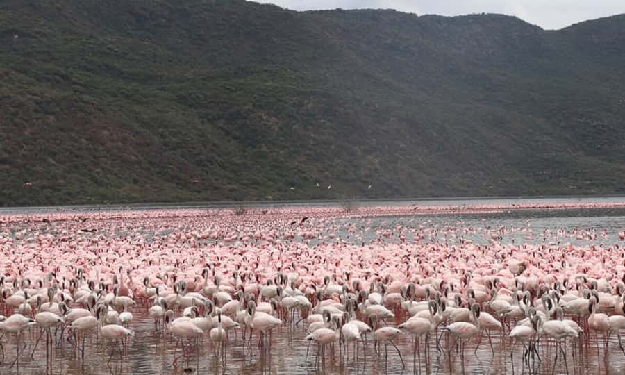 6 Days Small Group Safari To Masai Mara, Nakuru And Amboseli - Day 2: Big cats, the Mara River, and a full day in the reserve