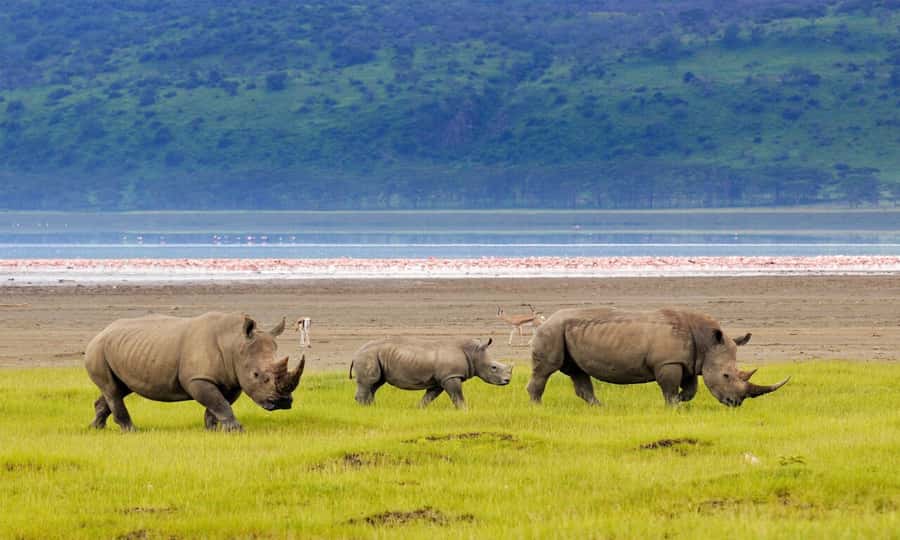 6 Days Small Group Safari To Masai Mara, Nakuru And Amboseli - Day 4: Lake Nakuru’s rhinos, then the long road to Amboseli