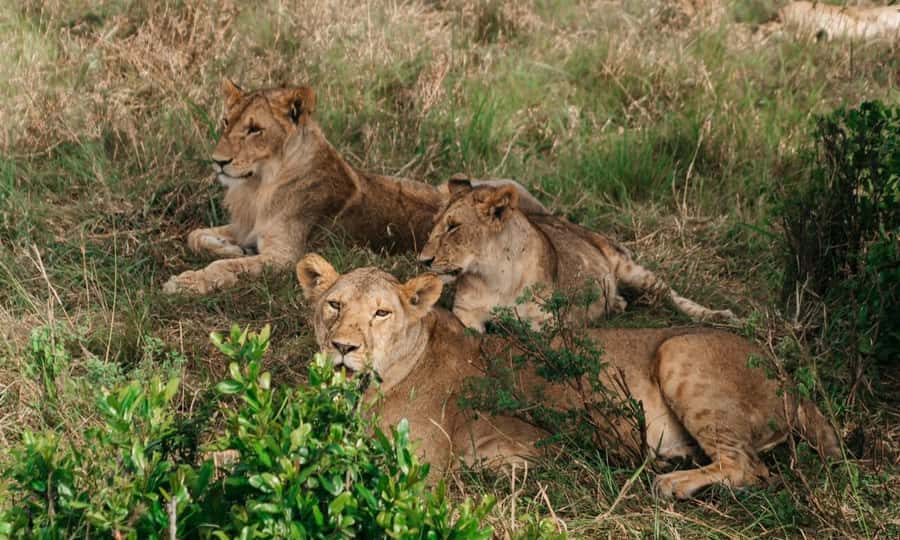 6 Days Small Group Safari To Masai Mara, Nakuru And Amboseli - Day 5: Amboseli elephants beneath Kilimanjaro