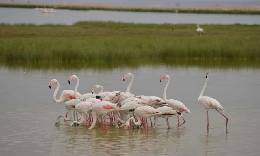 6 Days Small Group Safari To Masai Mara, Nakuru And Amboseli - Vehicle comfort, guides, and group size