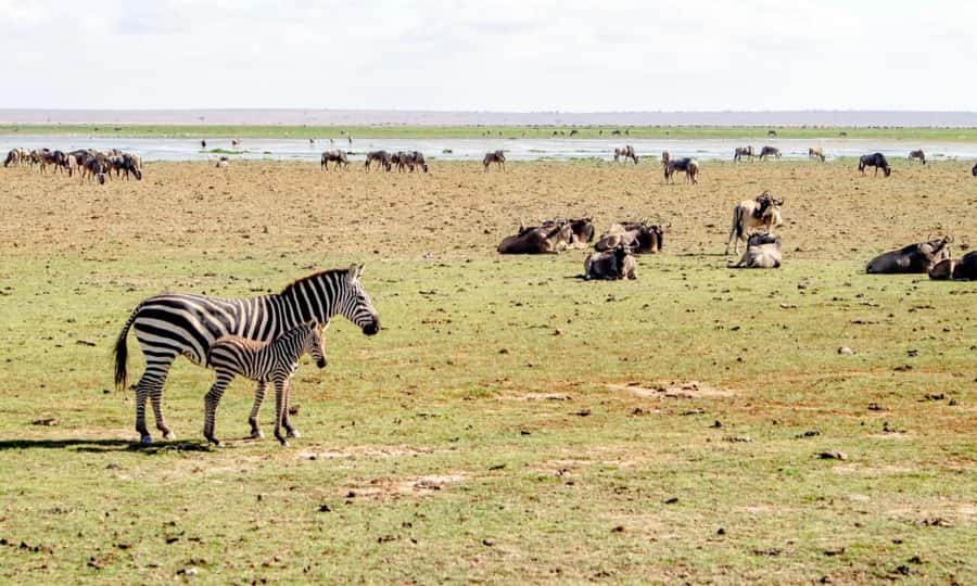6 Days Small Group Safari To Masai Mara, Nakuru And Amboseli - Day 1: Nairobi to the Maasai Mara
