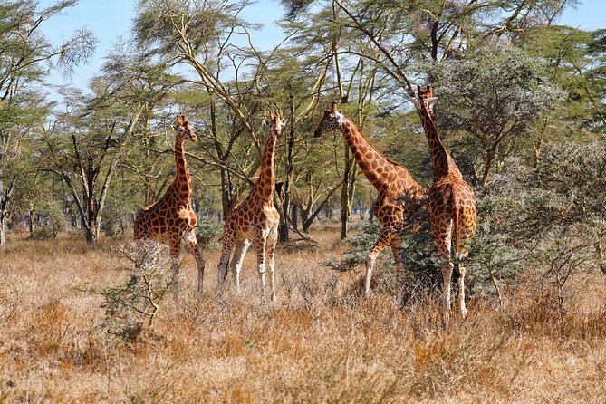 6days Masai mara-lake nakuru via Lake naivasha-Amboseli 4x4 jeep Safari - Day 1: Nairobi to Maasai Mara by way of the Rift Valley