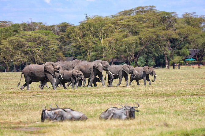 6days Masai mara-lake nakuru via Lake naivasha-Amboseli 4x4 jeep Safari - Day 5: Kilimanjaro views and a full Amboseli drive