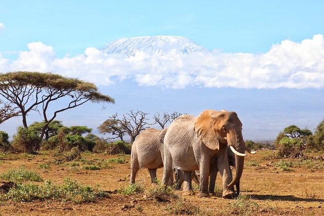 6days Masai mara-lake nakuru via Lake naivasha-Amboseli 4x4 jeep Safari - Day 2: A full Maasai Mara wildlife day