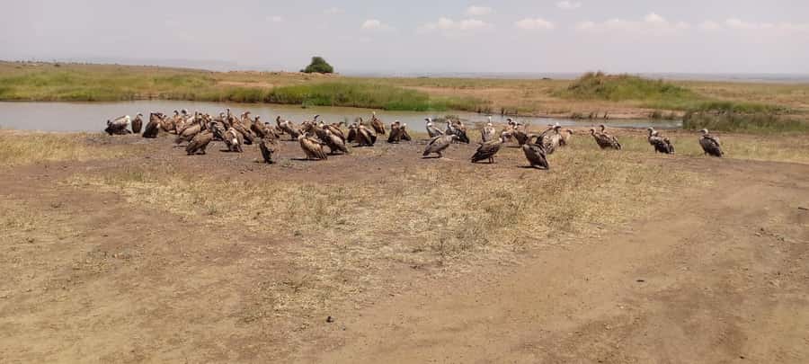 6hrs of Birdwatching in Nairobi National park - Key things to know before booking