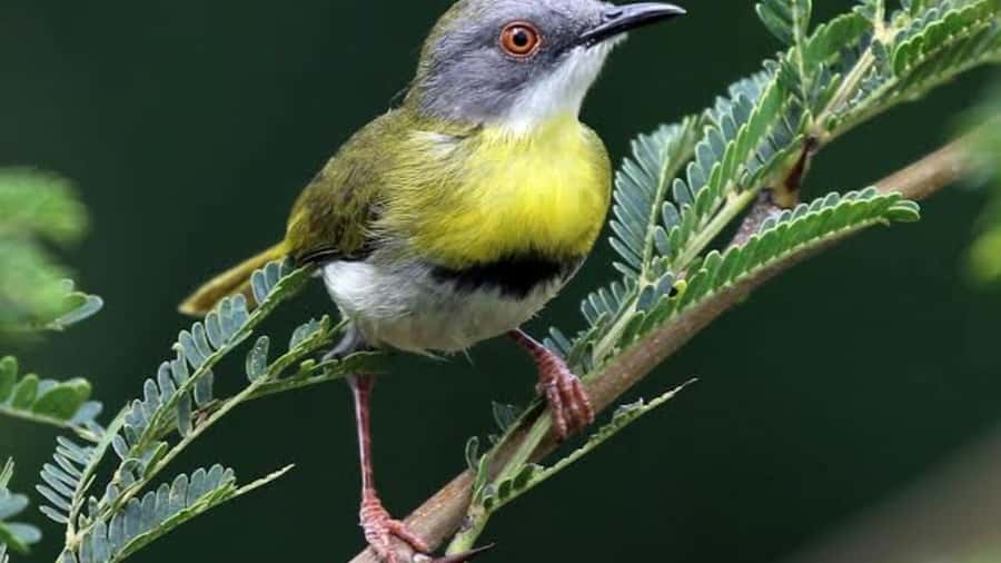 6hrs of Birdwatching in Nairobi National park - Why Nairobi National Park works for a birding day