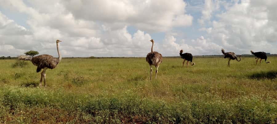 6hrs of Birdwatching in Nairobi National park - Grassland birding and larger wildlife sightings