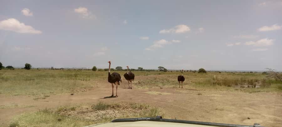 6hrs of Birdwatching in Nairobi National park - Short walks at picnic points