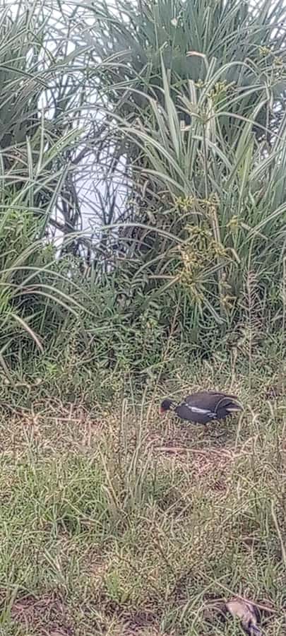 6hrs of Birdwatching in Nairobi National park - The guides and the quality of identification