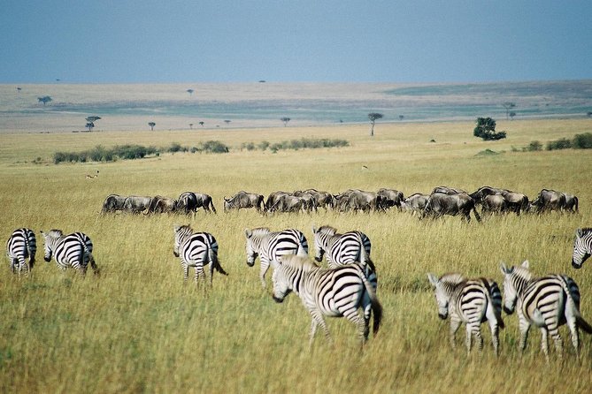 7 Day Maasai Mara, Lake Nakuru, Lake Naivasha and Amboseli Safari - Day 1: The Great Rift Valley and first Mara game drive