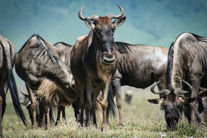 7 Day Maasai Mara, Lake Nakuru, Lake Naivasha and Amboseli Safari - Day 6: Elephants and Kilimanjaro at Amboseli