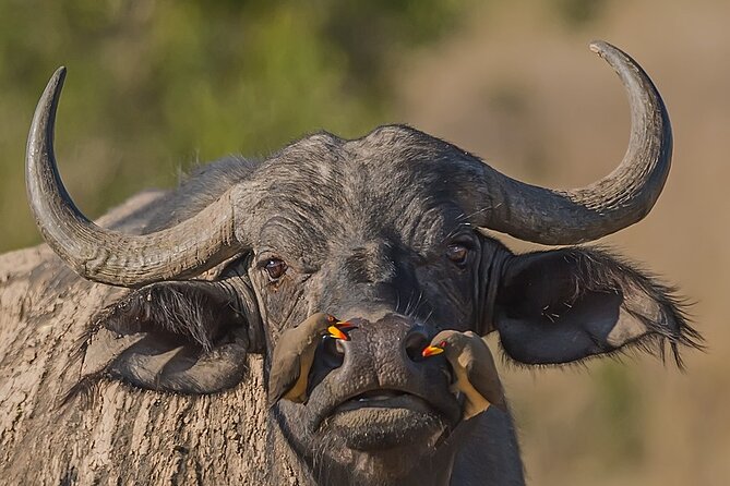 7-Days Kenya Safari Samburu, Aberdare, Lake Nakuru, & Maasai Mara - Day 6: A full Mara day and optional balloon flight