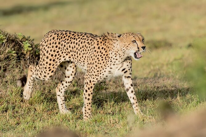 7-Days Kenya Safari Samburu, Aberdare, Lake Nakuru, & Maasai Mara - Day 3: Aberdare and a change from open plains to forest