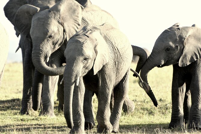 7 Days Masai Mara / Lake Nakuru / Lake Naivasha / Amboseli - What this seven-day safari is really like