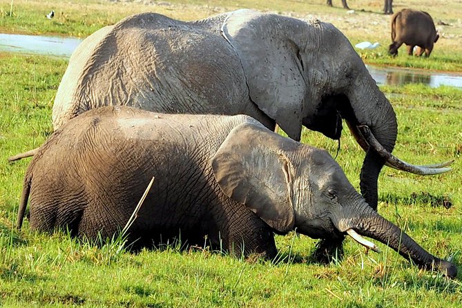 7 Days Masai Mara / Lake Nakuru / Lake Naivasha / Amboseli - Lake Naivasha adds a boat ride and a walk among animals