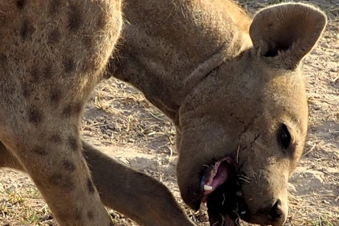 7 Days Masai Mara / Lake Nakuru / Lake Naivasha / Amboseli - Amboseli finishes with elephants and Mount Kilimanjaro