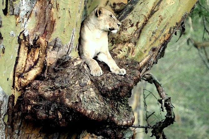 7 Days Masai Mara / Lake Nakuru / Lake Naivasha / Amboseli - Food, accommodation, and the comfort level