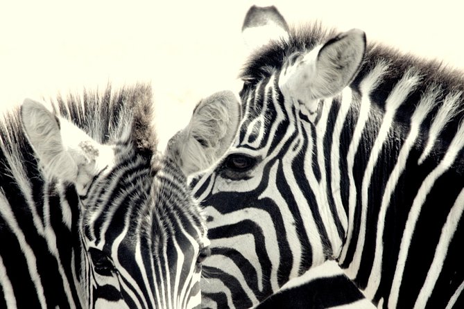 7 Days Masai Mara / Lake Nakuru / Lake Naivasha / Amboseli - Three days in Maasai Mara, starting with the best odds for big cats