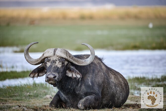 7 Days Masai Mara-Lk. Nakuru-Lk. Naivasha-Amboseli group Safari - Four parks and lakes in one Kenyan week