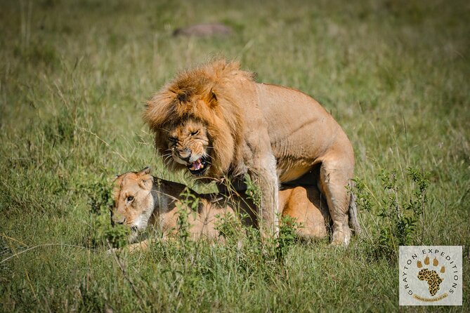 7 Days Masai Mara-Lk. Nakuru-Lk. Naivasha-Amboseli group Safari - Day 4: Lake Nakuru and the hippos of Naivasha