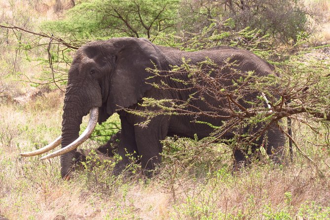 8 Days Safari to Amboseli, Great Rift Valley Lakes & Masai Mara - Why this Kenya route works so well