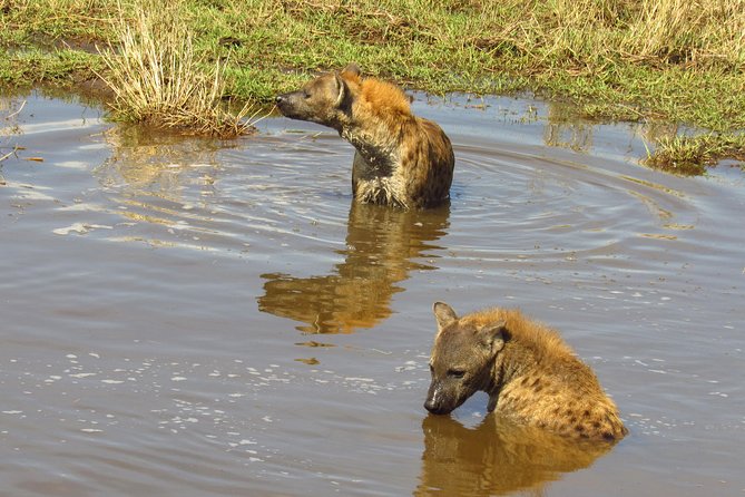 8 Days Safari to Amboseli, Great Rift Valley Lakes & Masai Mara - Lake Bogoria and flamingos on day four