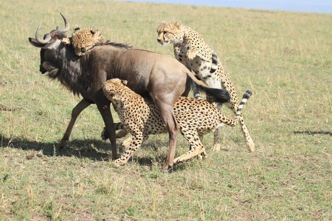 8 Days Safari to Amboseli, Great Rift Valley Lakes & Masai Mara - Lake Nakuru and the rhino sanctuary on day five